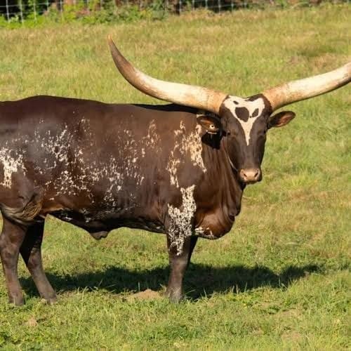 Sahiwal Bull