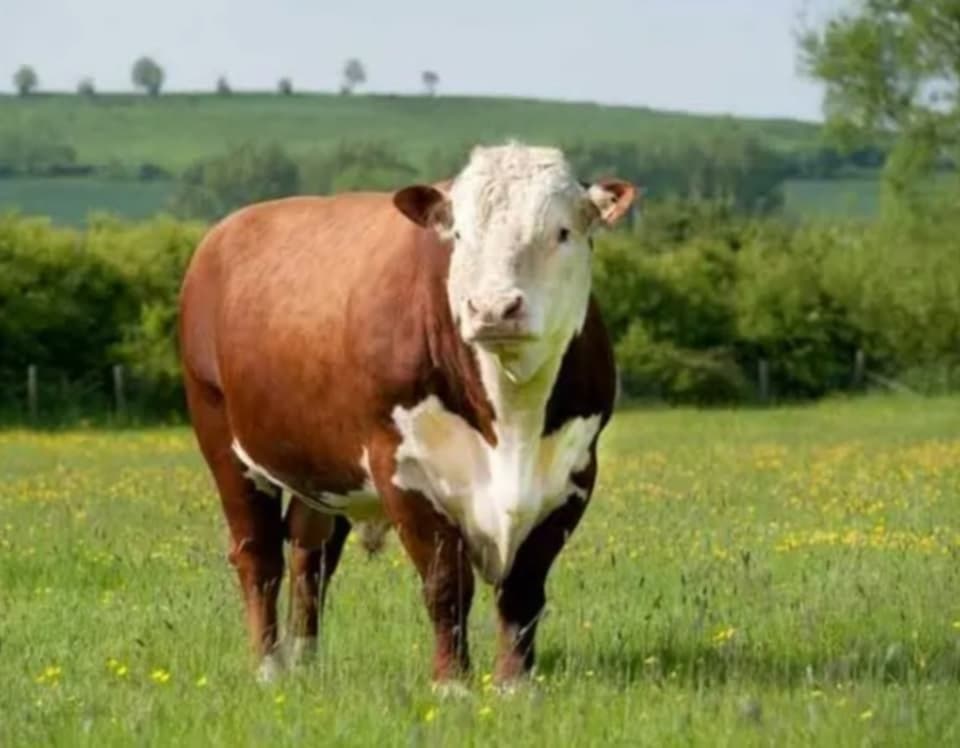 Australian Friesian Cow