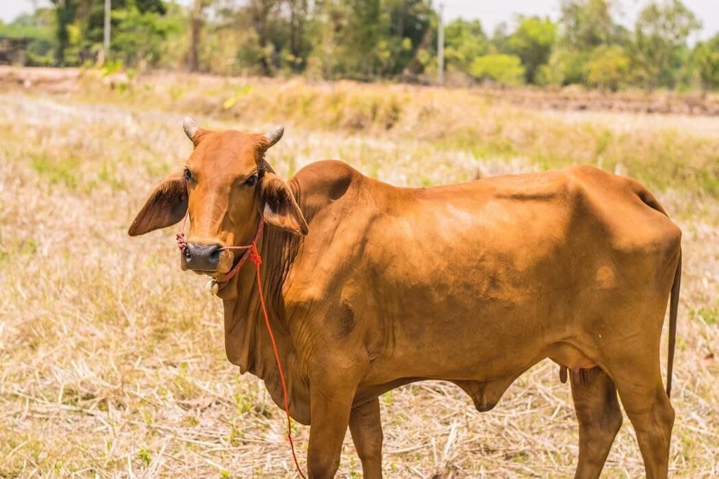 Deshi Cow