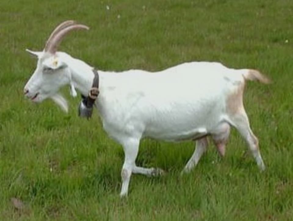 Deshi Sheep