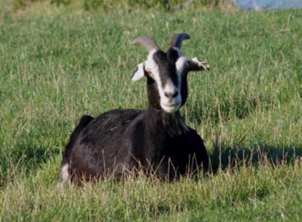 Jamunapari Goat