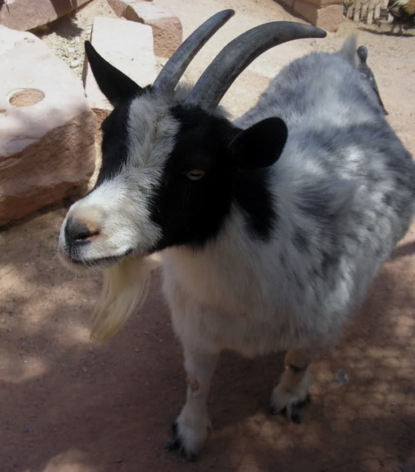 Black Bengal Goat