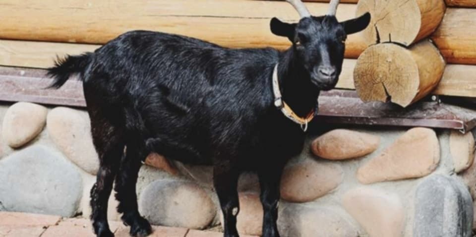 Black Bengal Goat