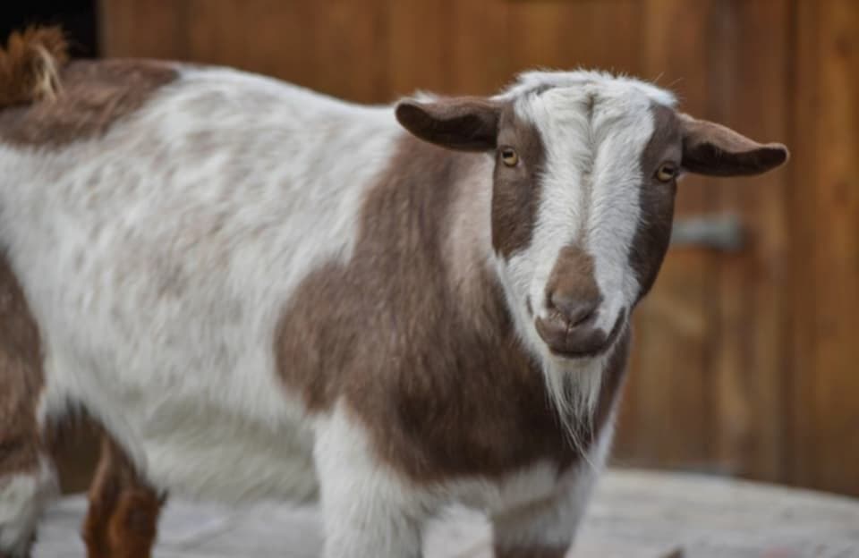 Beetal Goat